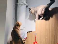 -COLOR PETS 撸猫馆·购猫·猫咖(长风大悦城店)