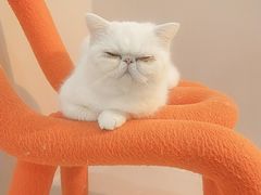 -More Fun猫咖 二十只万元加菲主题