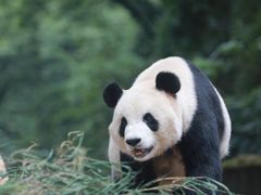 -中国大熊猫保护研究中心雅安碧峰峡基地