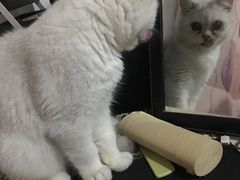 -心语宠物医院·急重症转诊中心·瑞辰华诺(南青路店)