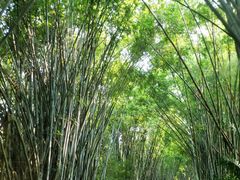 -海南热带野生动植物园
