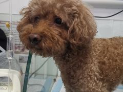 -达爱动物医院·犬猫分区·CT·复杂眼科(远洋山水分院)