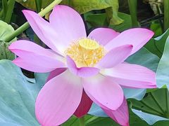 -莲池书院博物馆