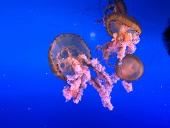 -太平洋海底世界