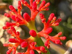 -中国科学院华南植物园