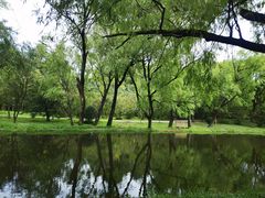 -上海共青森林公园