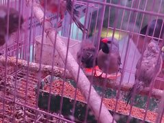 -花鸟鱼虫鲜花绿植市场(玉泉路店)