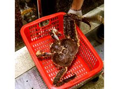 阿拉斯加长脚蟹-蚝专家(北滘店)