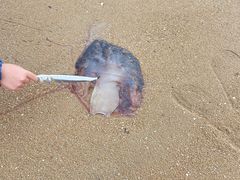 -天津东疆湾沙滩景区