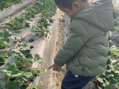 -小鱼草莓采摘园农家乐·小鱼餐厅