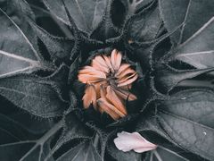-南山植物园