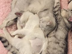 -纳吉亚猫专科动物医院博雅分院