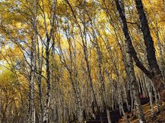 -塞罕坝国家级自然保护区