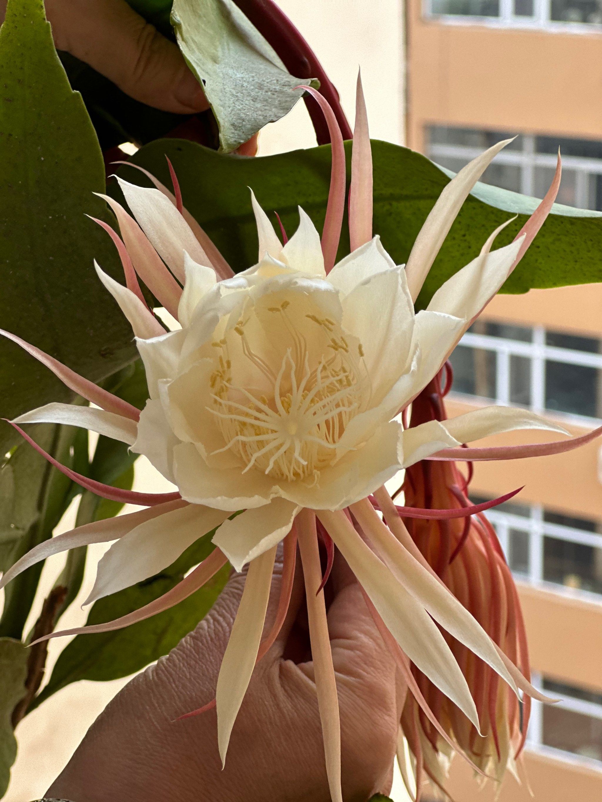 昙花一现太美了