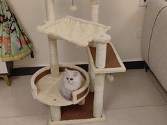 -东方名猫馆·英短金渐层布偶猫舍(环线广场1号楼店)