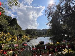 -深圳仙湖植物园