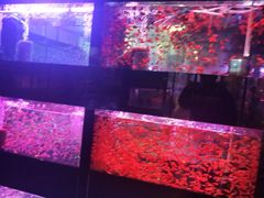 -中环花鸟鱼虫市场