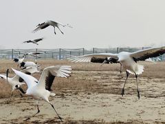 -盐城丹顶鹤湿地生态旅游区