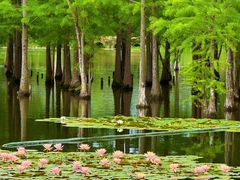 -白鹭湾湿地公园