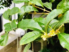 -上海市龙华烈士陵园