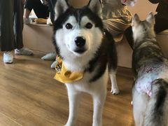 -Husky Go! 哈士奇体验馆·宠物咖啡厅狗咖