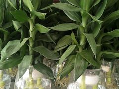 -秦美花卉(天朗·莱茵小城2期店)