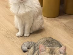 -有喵·猫咖·狗咖·40+猫狗有小奶狗(岗厦店)