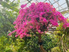 -呀路古热带植物园