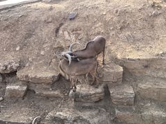 -石家庄市动物园