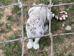 -西霞口神雕山野生动物世界