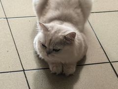 -北京观赏动物医院·24小时大型综合·猫专科·异宠专科