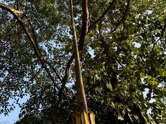 -瑞丽独树成林风景区