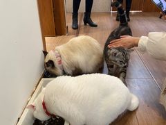 -有猫主题·治愈系猫咖(曾厝垵店)