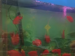 -雅悦齿科(顾村公园店)