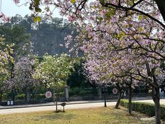 -南沙蒲洲花园