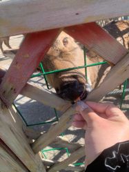 -萌宠亲子动物乐园(槐房万达店)