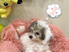 -有喵·猫咖·狗咖·40+猫狗有小奶狗(岗厦店)