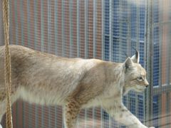 -青藏高原野生动物园