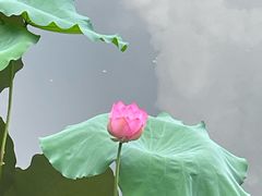 -荔湾湖公园