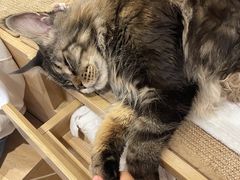 -米乐乖乖猫咪咖啡馆·猫咖(深圳湾后海汇店)