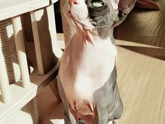 -猫和宫(六道口店)