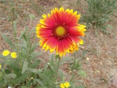 -济南国际园博园