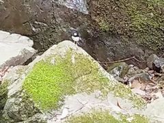 -藏龙百瀑风景区