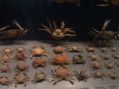 -贝林大翅鲸简餐厅(国家海洋博物馆店)