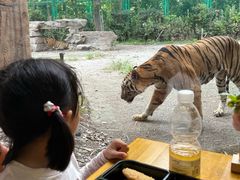 -上海野生动物园老虎餐厅