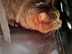 -中农国际动物医院24小时·猫科·骨科·急重症中心
