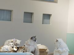 -怪兽屋·羊驼·猫咖·狗咖(俊华广场店)