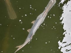 -鸿渡渔庄·特色鸭咀鱼