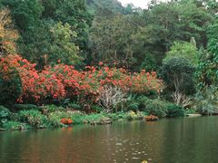 -深圳仙湖植物园