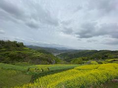 -桑洲油菜花景区